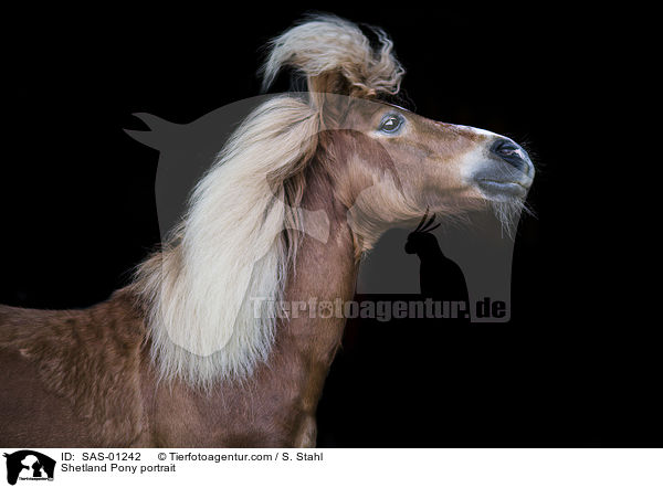 Shetlandpony Portrait / Shetland Pony portrait / SAS-01242