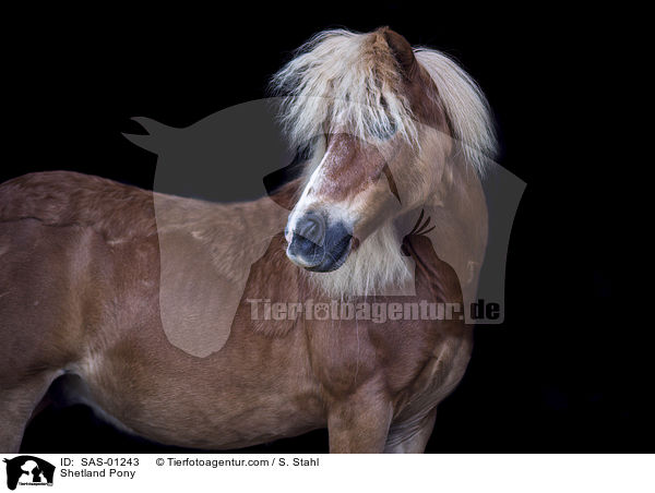 Shetlandpony / Shetland Pony / SAS-01243