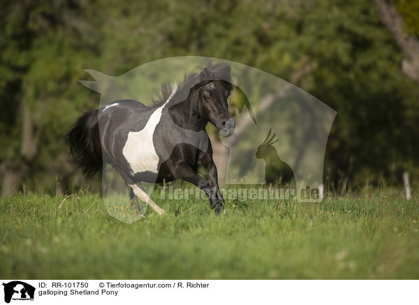 galloping Shetland Pony / RR-101750