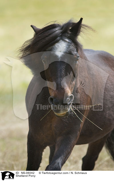 Shetlandpony / Shetland Pony / NS-06042