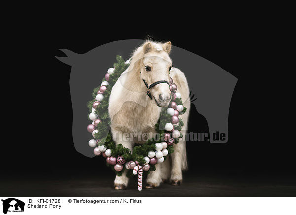 Shetland Pony / Shetland Pony / KFI-01728