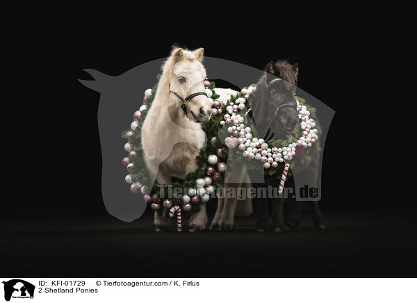 2 Shetland Ponys / 2 Shetland Ponies / KFI-01729