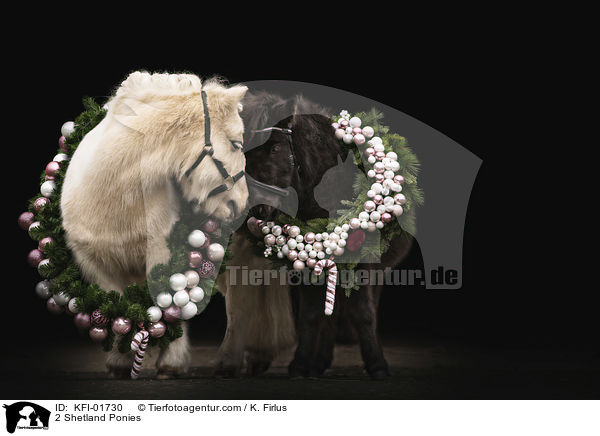 2 Shetland Ponys / 2 Shetland Ponies / KFI-01730