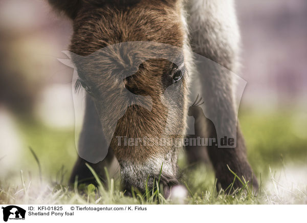 Shetland Pony Fohlen / Shetland Pony foal / KFI-01825