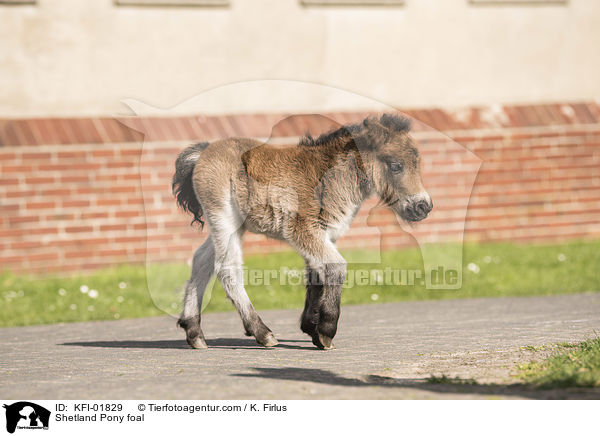 Shetland Pony Fohlen / Shetland Pony foal / KFI-01829