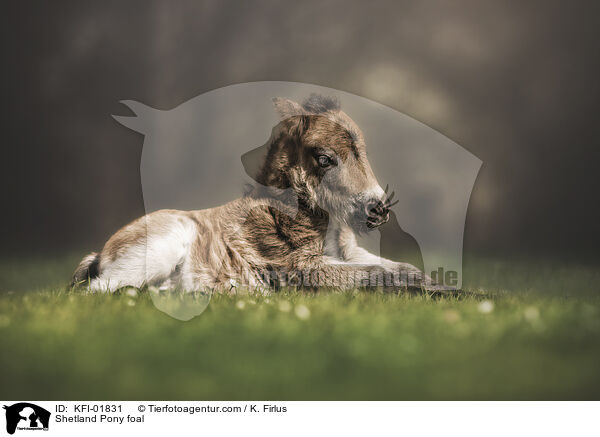 Shetland Pony Fohlen / Shetland Pony foal / KFI-01831