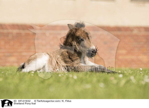 Shetland Pony Fohlen / Shetland Pony foal / KFI-01832