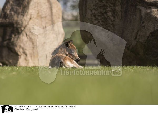 Shetland Pony Fohlen / Shetland Pony foal / KFI-01835