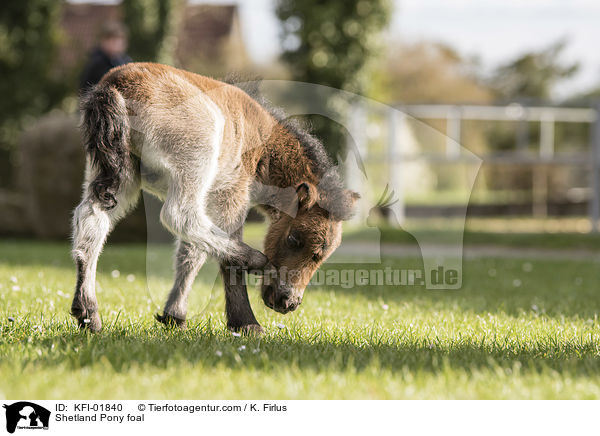 Shetland Pony Fohlen / Shetland Pony foal / KFI-01840