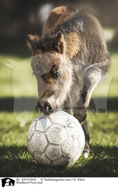 Shetland Pony Fohlen / Shetland Pony foal / KFI-01842