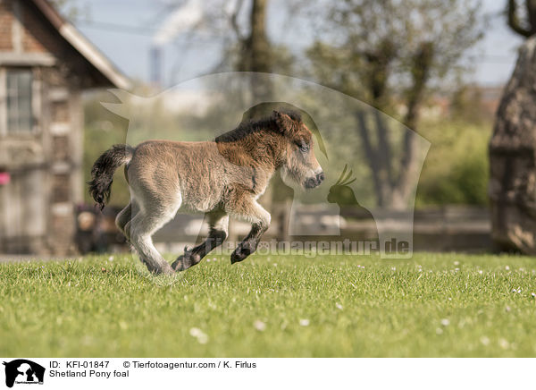 Shetland Pony Fohlen / Shetland Pony foal / KFI-01847