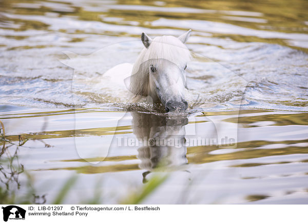 schwimmendes Shetland Pony / swimming Shetland Pony / LIB-01297