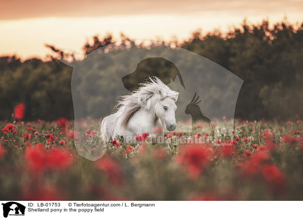 Shetland Pony im Mohnfeld / Shetland pony in the poppy field / LB-01753