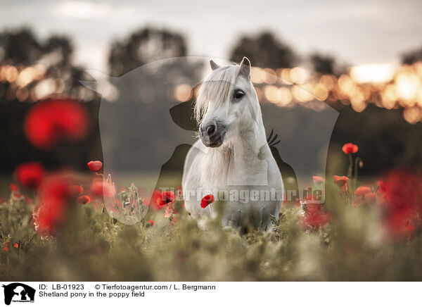 Shetland Pony im Mohnfeld / Shetland pony in the poppy field / LB-01923
