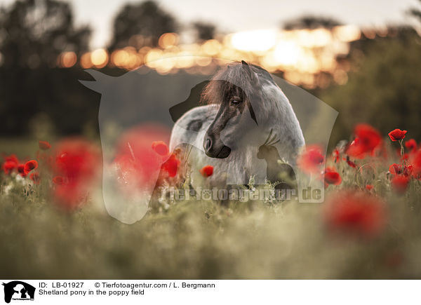 Shetland Pony im Mohnfeld / Shetland pony in the poppy field / LB-01927