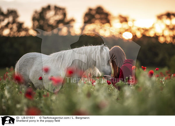 Shetland Pony im Mohnfeld / Shetland pony in the poppy field / LB-01931