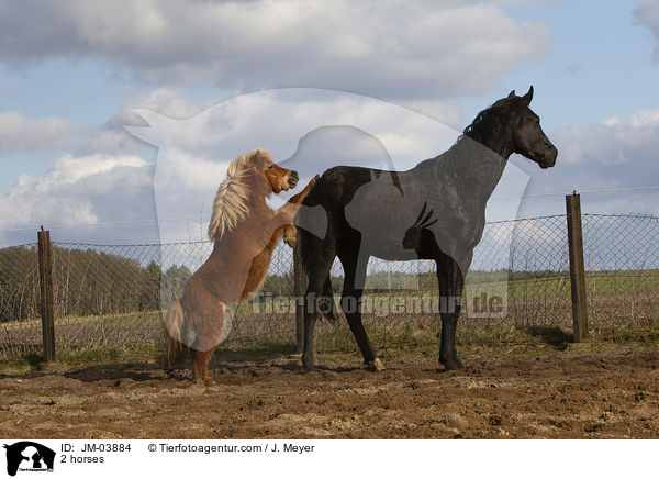 2 horses / JM-03884