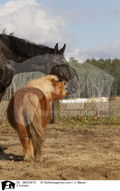 2 Pferde / 2 horses / JM-03915