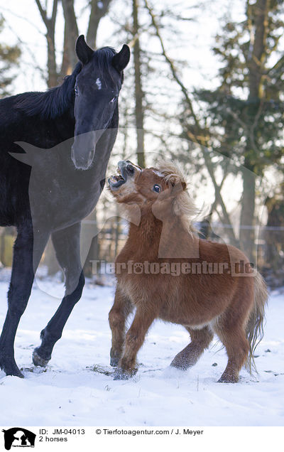 2 Pferde / 2 horses / JM-04013