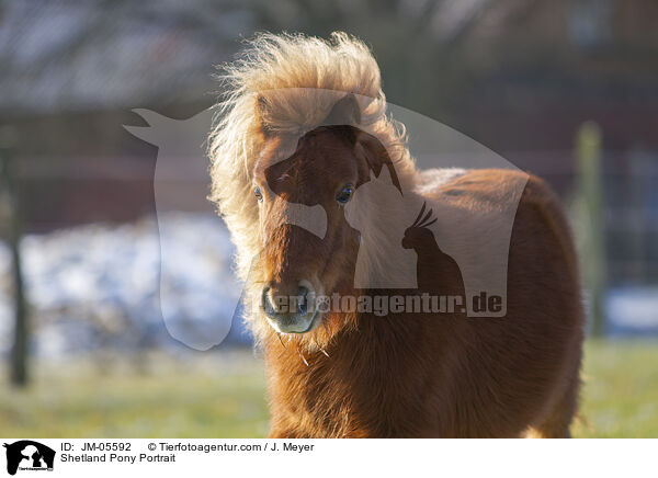 Shetland Pony Portrait / Shetland Pony Portrait / JM-05592