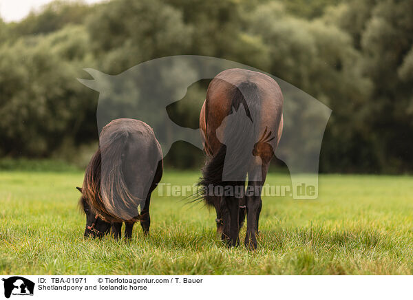 Shetlandpony und Islnder / Shetlandpony and Icelandic horse / TBA-01971