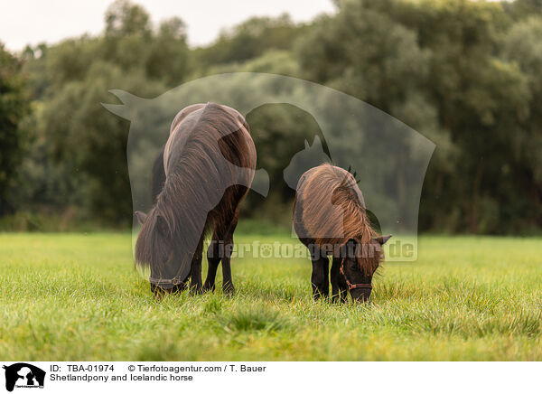 Shetlandpony und Islnder / Shetlandpony and Icelandic horse / TBA-01974