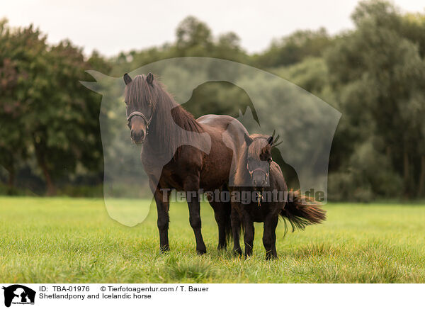 Shetlandpony und Islnder / Shetlandpony and Icelandic horse / TBA-01976