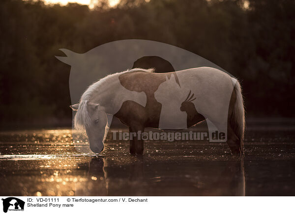 Shetland Pony Stute / Shetland Pony mare / VD-01111