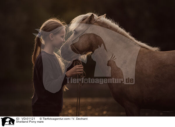 Shetland Pony mare / VD-01121
