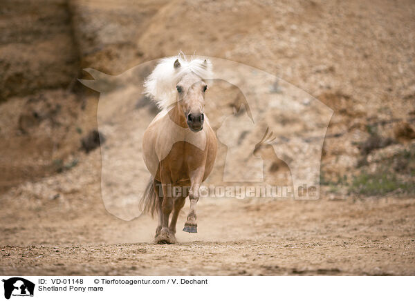 Shetland Pony Stute / Shetland Pony mare / VD-01148