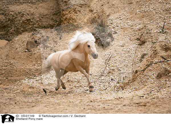 Shetland Pony Stute / Shetland Pony mare / VD-01149