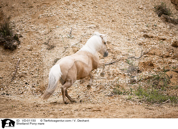 Shetland Pony Stute / Shetland Pony mare / VD-01150