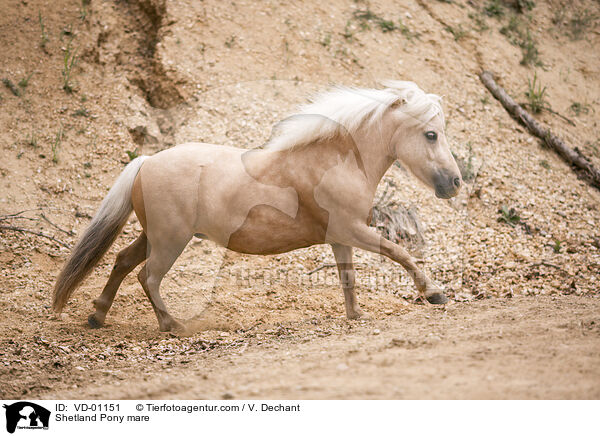 Shetland Pony mare / VD-01151