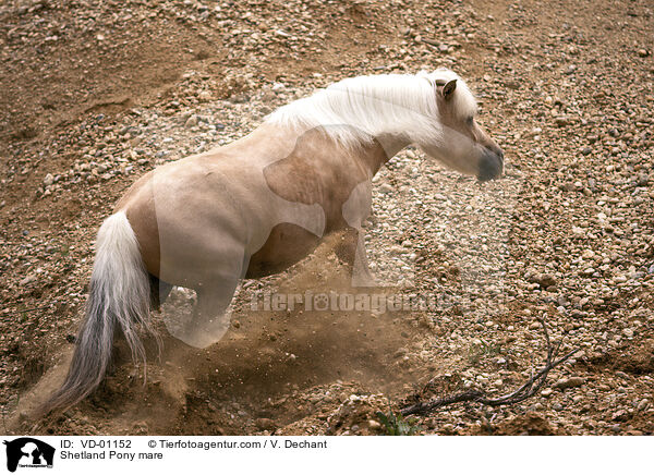 Shetland Pony Stute / Shetland Pony mare / VD-01152