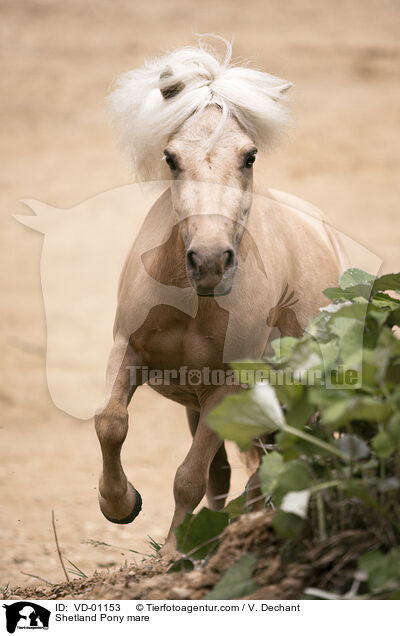 Shetland Pony mare / VD-01153