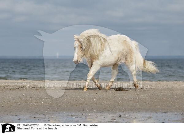 Shetland Pony am Strand / Shetland Pony at the beach / MAB-02236
