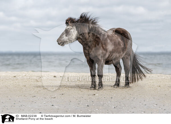 Shetland Pony am Strand / Shetland Pony at the beach / MAB-02238