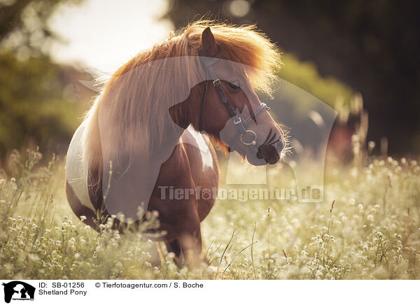 Shetland Pony / Shetland Pony / SB-01256