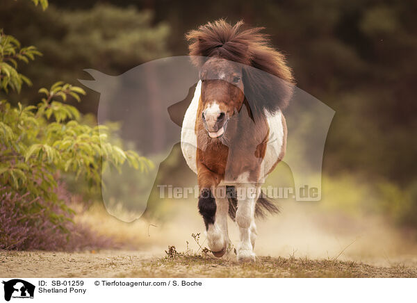 Shetland Pony / Shetland Pony / SB-01259