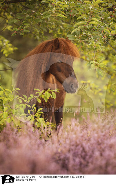 Shetland Pony / Shetland Pony / SB-01260