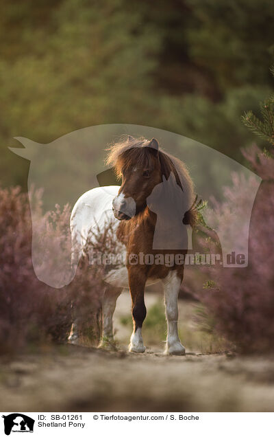 Shetland Pony / Shetland Pony / SB-01261