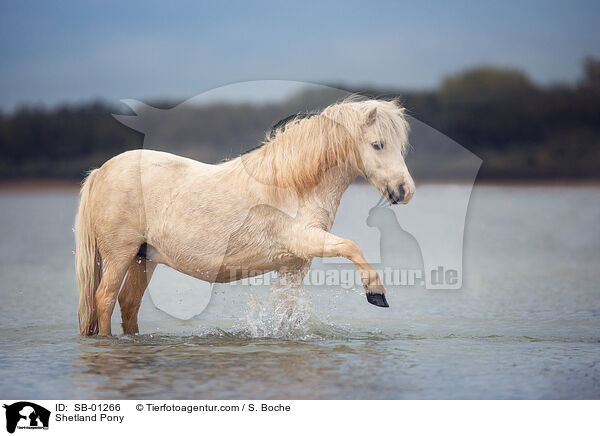 Shetland Pony / Shetland Pony / SB-01266