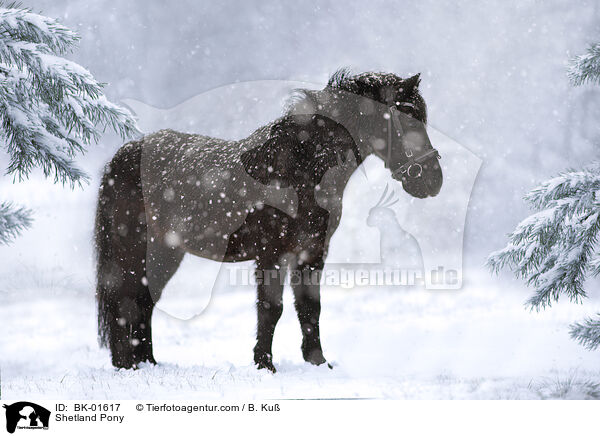 Shetland Pony / Shetland Pony / BK-01617