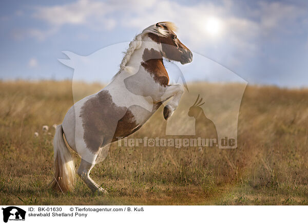 Shetland Pony Schecke / skewbald Shetland Pony / BK-01630