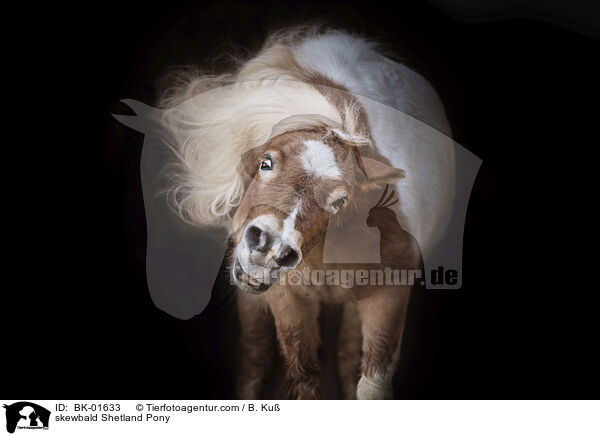 Shetland Pony Schecke / skewbald Shetland Pony / BK-01633