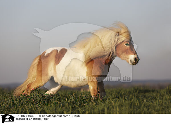 Shetland Pony Schecke / skewbald Shetland Pony / BK-01638