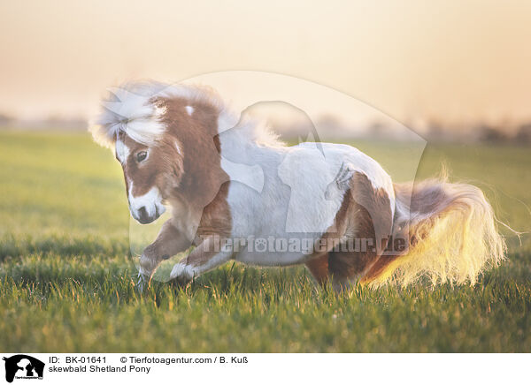 Shetland Pony Schecke / skewbald Shetland Pony / BK-01641