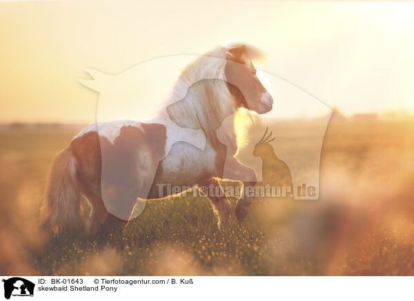 Shetland Pony Schecke / skewbald Shetland Pony / BK-01643