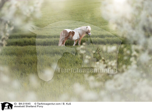 Shetland Pony Schecke / skewbald Shetland Pony / BK-01645