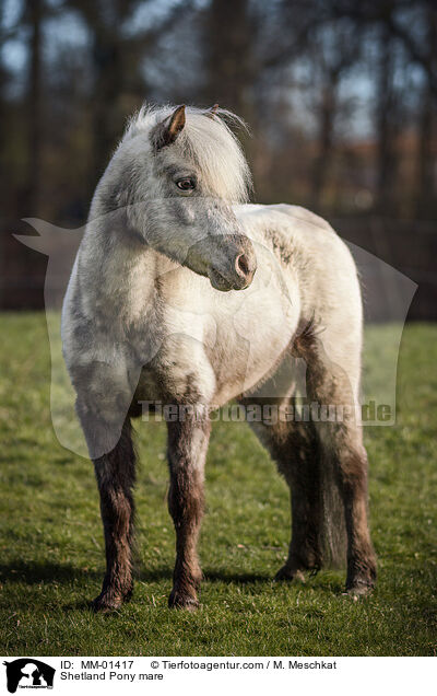 Shetland Pony Stute / Shetland Pony mare / MM-01417